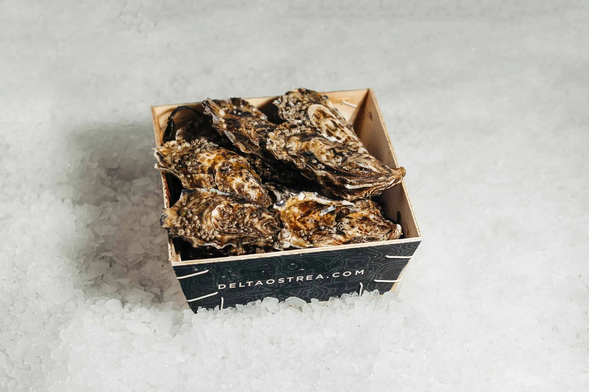 HK46 oesters