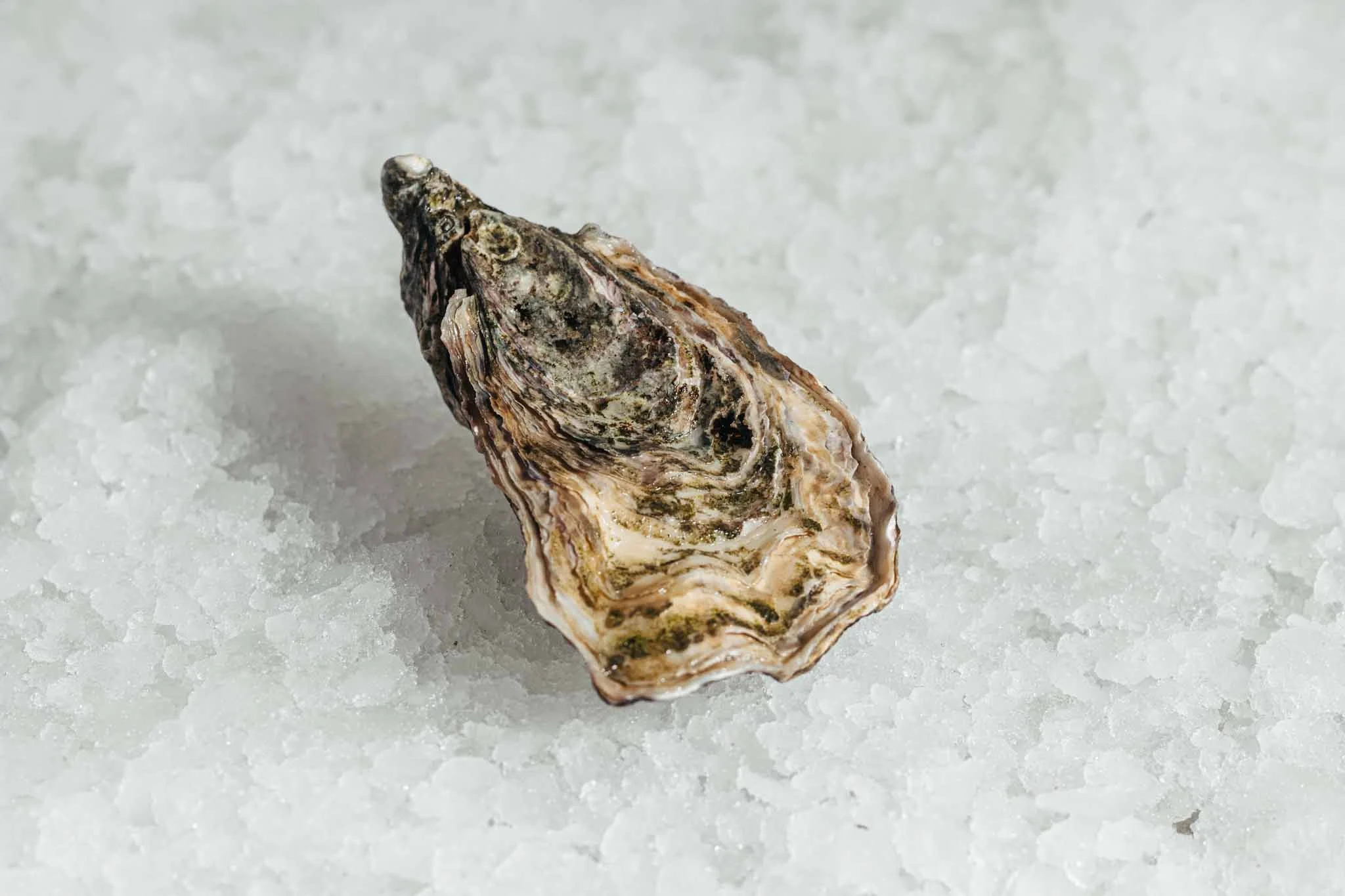 Gillardeau oesters