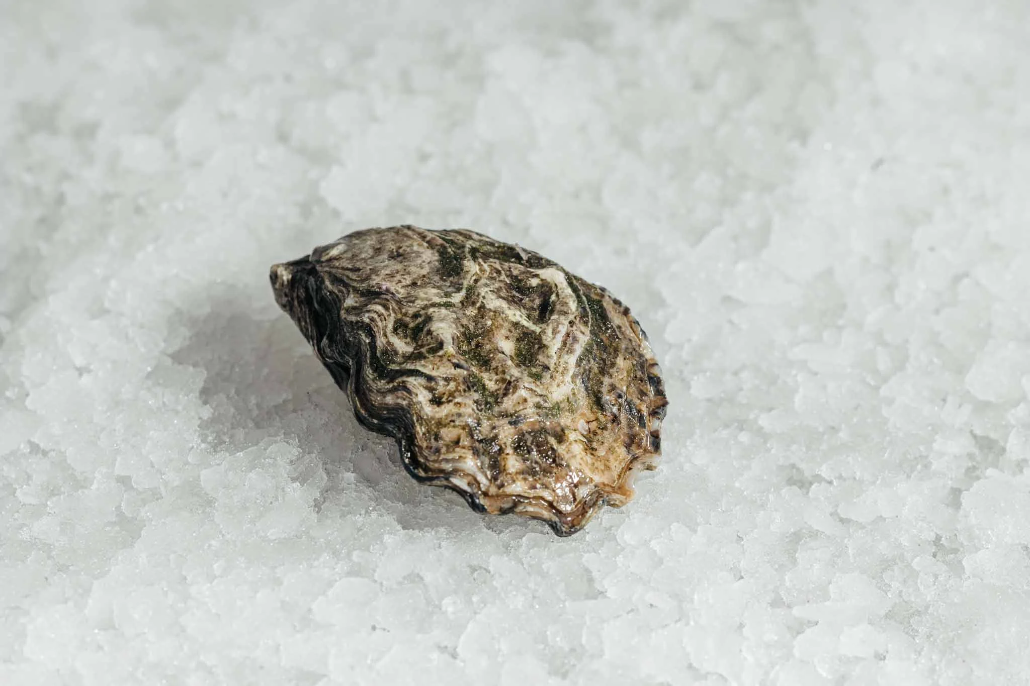 Juizette oesters